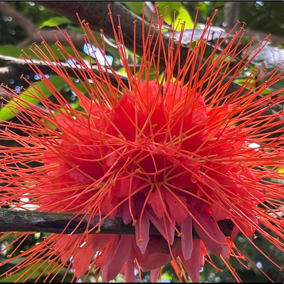 Meet your Posher, Sarah - Picture 2 of 2